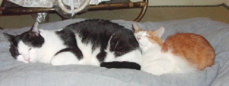 cats.jpg